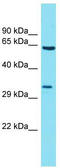 BTB Domain Containing 19 antibody, TA334788, Origene, Western Blot image 