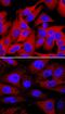 Heat Shock Protein Family B (Small) Member 1 antibody, AF2314, R&D Systems, Immunofluorescence image 