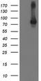 Signal Transducer And Activator Of Transcription 4 antibody, TA503023, Origene, Western Blot image 