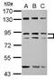Zinc Finger Protein Y-Linked antibody, GTX122296, GeneTex, Western Blot image 