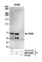 Conserved oligomeric Golgi complex subunit 6 antibody, NBP2-59092, Novus Biologicals, Western Blot image 