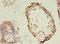 TBC1 Domain Family Member 20 antibody, LS-C378714, Lifespan Biosciences, Immunohistochemistry frozen image 