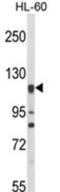 Nitric Oxide Synthase 3 antibody, AP18138PU-N, Origene, Western Blot image 