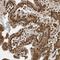 Zinc Finger Protein 195 antibody, NBP1-86338, Novus Biologicals, Immunohistochemistry frozen image 