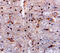 Sortilin 1 antibody, AF2934, R&D Systems, Immunohistochemistry frozen image 