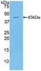 Mucin 1, Cell Surface Associated antibody, MBS2026735, MyBioSource, Western Blot image 