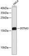 Interferon-induced transmembrane protein 3 antibody, 19-361, ProSci, Western Blot image 