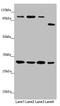 Mitochondrial Translational Initiation Factor 3 antibody, LS-C676090, Lifespan Biosciences, Western Blot image 