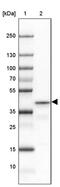 Proline Rich Transmembrane Protein 1 antibody, PA5-63073, Invitrogen Antibodies, Western Blot image 