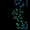 Protein Phosphatase 5 Catalytic Subunit antibody, orb376708, Biorbyt, Immunofluorescence image 