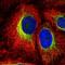 Tyrosine-protein phosphatase non-receptor type 18 antibody, NBP2-68607, Novus Biologicals, Immunofluorescence image 