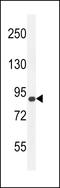 ArfGAP With GTPase Domain, Ankyrin Repeat And PH Domain 9 antibody, LS-C156145, Lifespan Biosciences, Western Blot image 