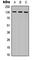 CD135 antibody, abx121975, Abbexa, Western Blot image 