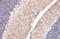 Aquaporin 4 antibody, GTX133151, GeneTex, Immunohistochemistry paraffin image 