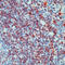 Growth Factor Receptor Bound Protein 2 antibody, LS-C87773, Lifespan Biosciences, Immunohistochemistry paraffin image 