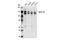 Host Cell Factor C1 antibody, 69690S, Cell Signaling Technology, Western Blot image 