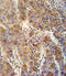 Vesicle-associated membrane protein 4 antibody, 62-077, ProSci, Immunohistochemistry frozen image 