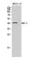 Dual Specificity Phosphatase 6 antibody, A02157-1, Boster Biological Technology, Western Blot image 