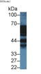 Annexin A11 antibody, LS-C695370, Lifespan Biosciences, Western Blot image 