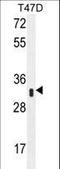 Interferon Induced Protein 35 antibody, LS-C165120, Lifespan Biosciences, Western Blot image 