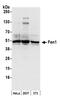 Flap Structure-Specific Endonuclease 1 antibody, NB100-320, Novus Biologicals, Western Blot image 
