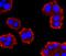 Glucagon antibody, NBP2-66868, Novus Biologicals, Immunocytochemistry image 