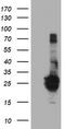 Fibroblast Growth Factor 21 antibody, TA502954S, Origene, Western Blot image 
