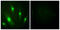 Rac GTPase Activating Protein 1 antibody, LS-C117947, Lifespan Biosciences, Immunofluorescence image 