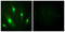 Rac GTPase-activating protein 1 antibody, LS-C117947, Lifespan Biosciences, Immunofluorescence image 