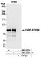 Oxysterol Binding Protein Like 9 antibody, A304-907A, Bethyl Labs, Immunoprecipitation image 