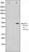 GATA Binding Protein 1 antibody, orb106065, Biorbyt, Western Blot image 