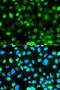 Ataxin 3 antibody, LS-C748055, Lifespan Biosciences, Immunofluorescence image 