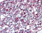 Angiotensin II Receptor Type 2 antibody, TA317626, Origene, Immunohistochemistry frozen image 