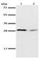 Kallikrein Related Peptidase 7 antibody, orb107407, Biorbyt, Western Blot image 