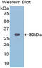 Acidic Nuclear Phosphoprotein 32 Family Member A antibody, LS-C299169, Lifespan Biosciences, Western Blot image 