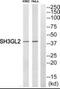SH3 Domain Containing GRB2 Like 2, Endophilin A1 antibody, PA5-39457, Invitrogen Antibodies, Western Blot image 