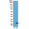 Mono-Methyl-Histone H3 antibody, TA160020, Origene, Western Blot image 