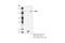 La Ribonucleoprotein Domain Family Member 1 antibody, 70180S, Cell Signaling Technology, Immunoprecipitation image 