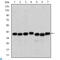 Survival Of Motor Neuron 2, Centromeric antibody, LS-C812776, Lifespan Biosciences, Western Blot image 