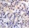 V-Set Immunoregulatory Receptor antibody, RF16071, ProSci, Immunohistochemistry paraffin image 