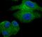 GPP34 antibody, NBP2-75515, Novus Biologicals, Immunofluorescence image 