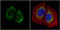 Hypoxia Up-Regulated 1 antibody, GTX102255, GeneTex, Immunofluorescence image 