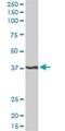 Paired Like Homeodomain 1 antibody, H00005307-D01P, Novus Biologicals, Western Blot image 