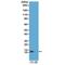 Histone Cluster 4 H4 antibody, GTX60907, GeneTex, Western Blot image 