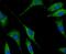 SUMO Specific Peptidase 1 antibody, NBP2-76867, Novus Biologicals, Immunocytochemistry image 
