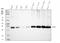 Electron Transfer Flavoprotein Subunit Alpha antibody, A05572-2, Boster Biological Technology, Western Blot image 