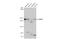 Bromodomain Containing 4 antibody, GTX130586, GeneTex, Western Blot image 