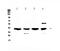 Vascular Endothelial Growth Factor D antibody, PB9869, Boster Biological Technology, Western Blot image 