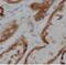 G Protein-Coupled Receptor 132 antibody, FNab03593, FineTest, Immunohistochemistry frozen image 