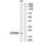 Cytochrome C Oxidase Subunit 5A antibody, A07895, Boster Biological Technology, Western Blot image 